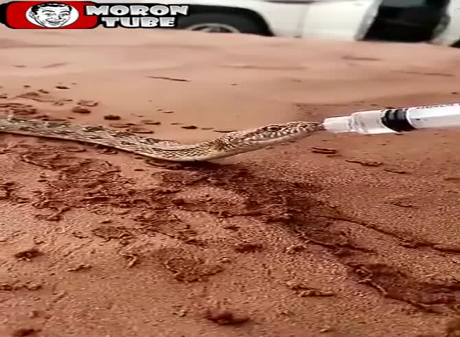 Video :Saudi Arabia - a guy waters a snake in the middle of the desert